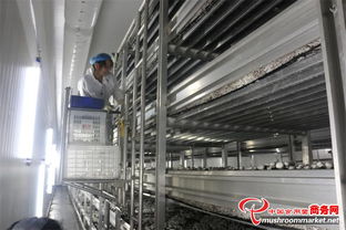 山东临沂瑞泽农业科技 双孢菇工厂化生产基地的技术咨询与创新实践
